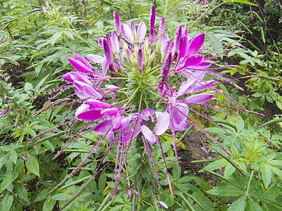 克莱梅花或蜘蛛花宏观植物群花园紫色生长植物学花瓣叶子园艺处女膜图片