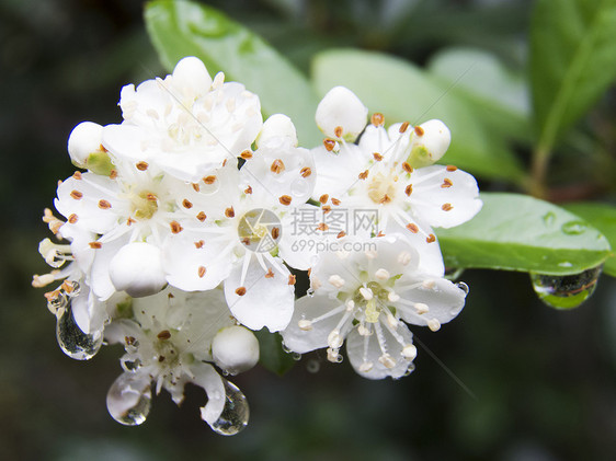 小白花上的水滴水图片