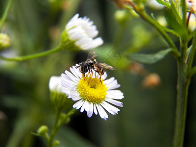 小蜜蜂和鲜花黄色蜂蜜宏观花冠昆虫花粉白色植物心皮花朵图片