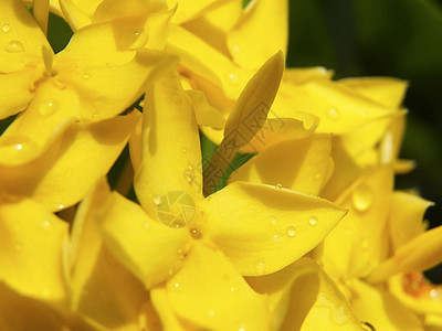 黄色 Ixora 花朵植物群花粉花园宏观衬套灌木植被植物仙丹橙子图片