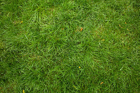 绿绿草草地植物院子生长绿色草皮活力图片