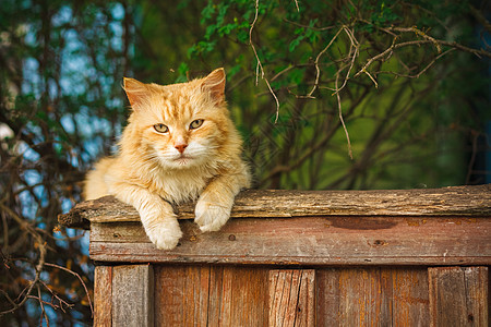 红猫坐在栅栏上孤独小猫宠物国家红色猫咪花园猫科动物说谎哺乳动物图片