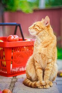 红毛小猫 鲜番茄植物篮子食物绿色橙子红色动物花园团体白色图片