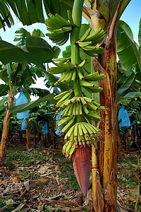 香蕉种植园生长水果植物群生产农场树林气候叶子热带蓝色图片