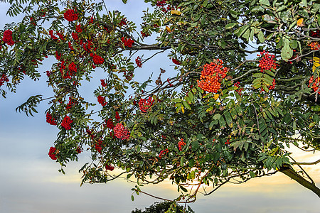 树上明亮的连边浆果团体水果红色植物群花园橙子叶子植物绿色季节图片