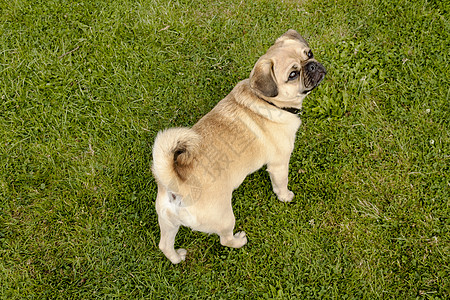 公园里绿草地上的狗狗帕格展示鼻子晴天哈巴狗小狗良种朋友哺乳动物奴才展览图片