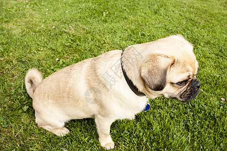 公园里绿草地上的狗狗帕格哺乳动物奴才良种绿色展览鼻子羊毛展示家犬晴天图片