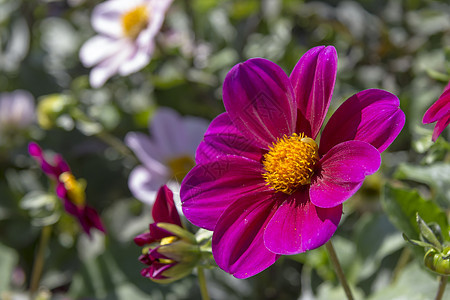 有各种各样的花的美丽的五颜六色的花园草地园林绿色植物植物群紫色植物学美化生长花坛图片