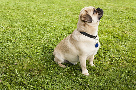 公园里绿草地上的狗狗帕格羊毛绿色朋友鼻子展览宠物小狗家犬哺乳动物奴才图片