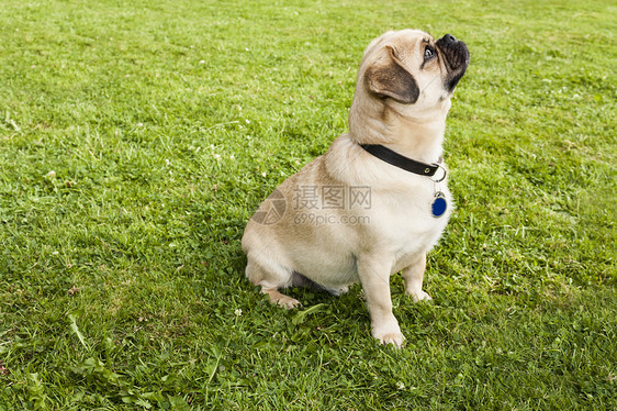 公园里绿草地上的狗狗帕格羊毛绿色朋友鼻子展览宠物小狗家犬哺乳动物奴才图片