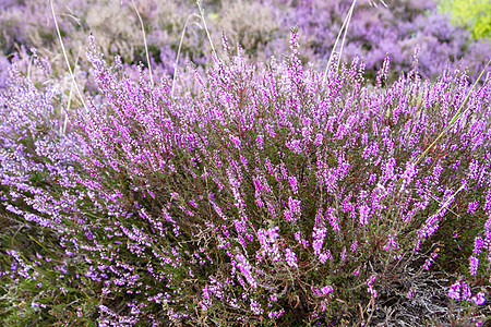 密闭的 开花的衬套花瓣季节紫色花粉环境野花宏观荒野植被图片