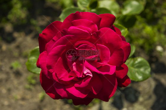 红玫瑰公园叶子活力植物生长绿色花园香味季节红色图片