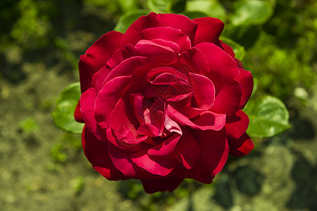 红玫瑰红色香味花园公园叶子美丽生长绿色植物花瓣图片