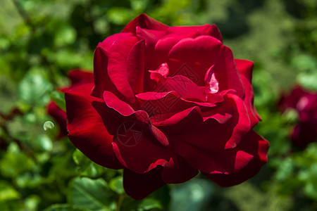 红玫瑰生长红色绿色婚礼植物玫瑰公园花园活力叶子图片