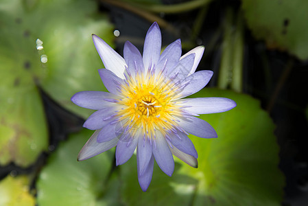 莲花植物珍珠叶子公园花园植物群紫丁香百合香水紫色图片