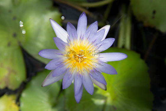 莲花植物珍珠叶子公园花园植物群紫丁香百合香水紫色图片