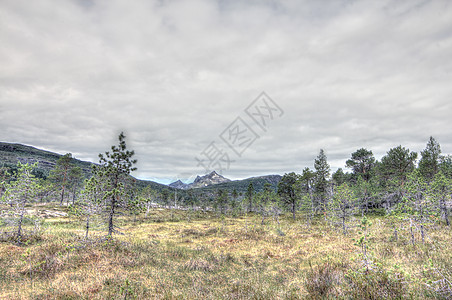 挪威的冻原和山脉石头沼泽顶峰岩石晴天木头公园苔原农村草地图片