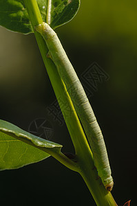 绿地马特里达毛毛虫植物蝴蝶蠕虫尺蠖绿色模仿活套昆虫毛虫前脚图片