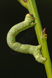 绿地马特里达毛毛虫昆虫蠕虫前脚植物绿色鳞翅目尺蠖活套毛虫蝴蝶图片