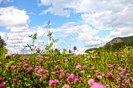 花朵 anf fjord假期悬崖场景阳光全景天空峡湾蓝色岩石旅行图片