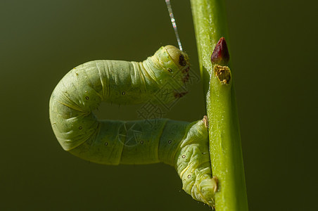 绿地马特里达毛毛虫鳞翅目蠕虫毛虫绿色前脚植物昆虫活套模仿蝴蝶图片