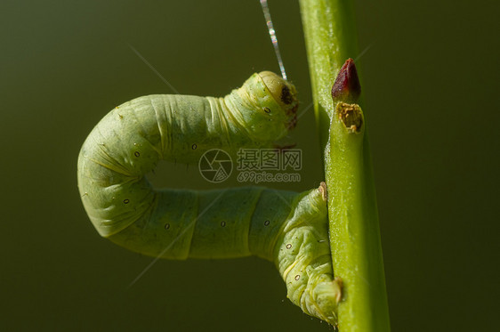 绿地马特里达毛毛虫鳞翅目蠕虫毛虫绿色前脚植物昆虫活套模仿蝴蝶图片