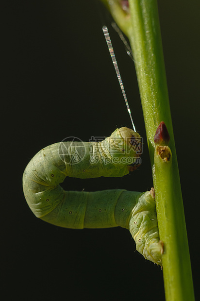 绿地马特里达毛毛虫绿色昆虫蠕虫前脚鳞翅目蝴蝶植物活套模仿毛虫图片