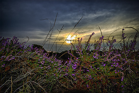 密闭的 开花的季节植被植物群花园沼泽地环境花瓣紫色植物学花粉图片