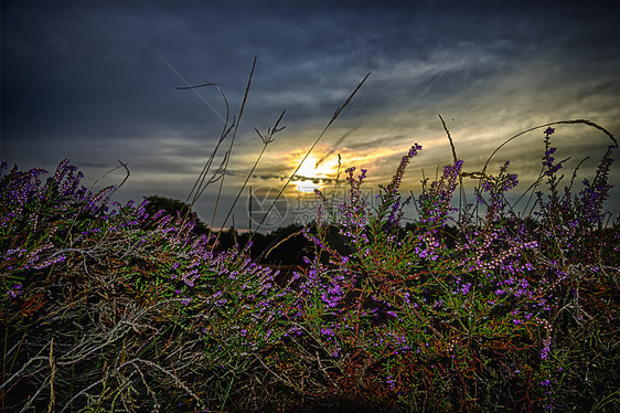 密闭的 开花的季节植被植物群花园沼泽地环境花瓣紫色植物学花粉图片