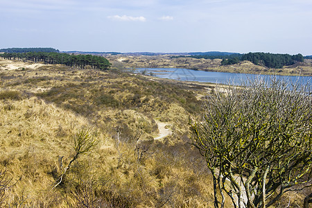 荷兰国家公园湖池塘荒野蓝色风景支撑木头植物天空反射白色图片