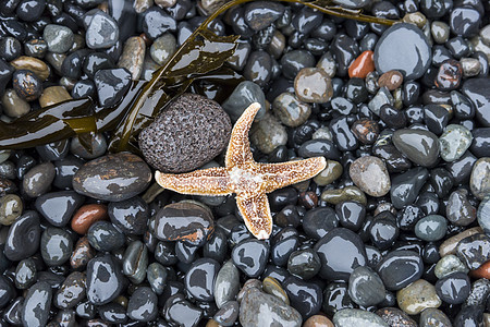 湿卵石上的海星图片