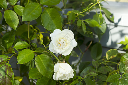 白玫瑰的灌木图片