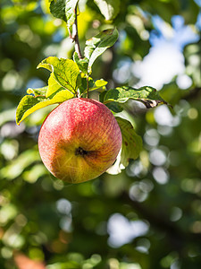 成熟苹果果树树叶枝条叶子感恩花园水果收成苹果树红色图片