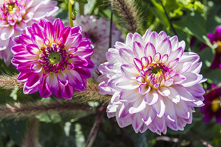 有各种各样的花的美丽的五颜六色的花园绿化美化园林花坛红色黄色绿色紫色植物群植物学图片