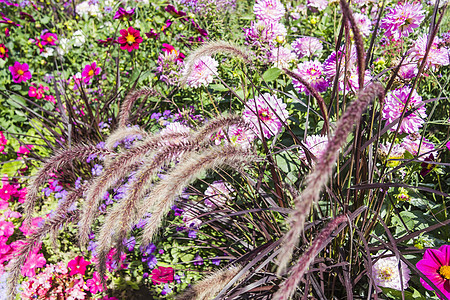 有各种各样的花的美丽的五颜六色的花园美化园艺生长园林植物红色花坛绿色草地植物群图片