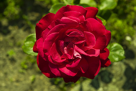 红玫瑰园艺公园花瓣香味花园红色美丽植物活力季节图片