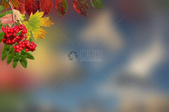 秋季背景公园季节叶子墙纸山灰植物群黄色红色木头环境图片