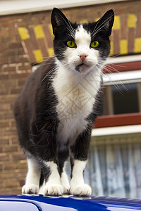 蓝车屋顶上的黑白猫眼睛停留窗户配料警告耳朵黑色金属控制房子图片