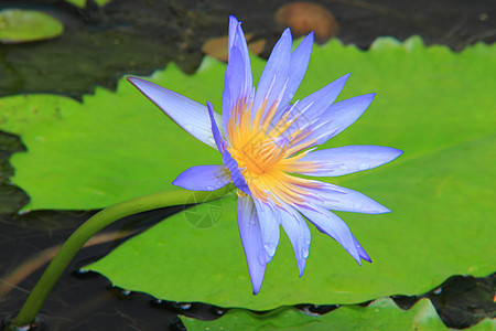 紫莲花植物花头公园花坛植物学图案季节自然时间花卉图片