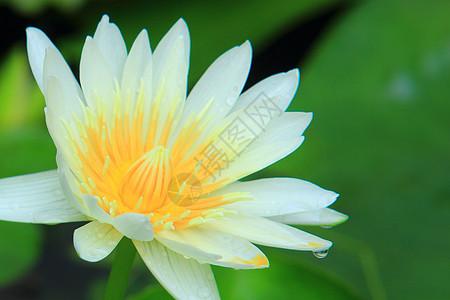 白莲花花头田园植物粉色绿色生长概念花瓣叶子阳光图片