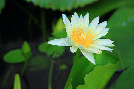 白莲花色彩颜色粉色概念风光环境幸福田园橙子植物图片