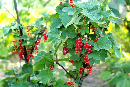 灌木丛中红草原的莓宏观营养植物学食物男人美味浆果季节衬套水果图片