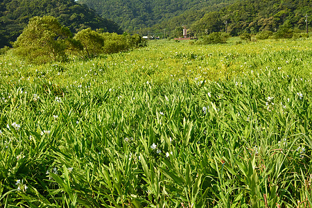 Ginger Lily农场农村草原植物群叶子植物花园草地场地农田国家图片