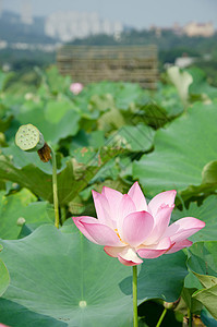 莲花树叶花瓣花园美丽精神百合场地热带植物群植物图片