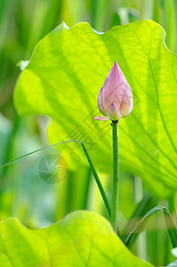 莲花热带植物精神农场场地花园美丽叶子树叶植物群图片