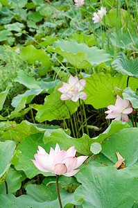 莲花叶子植物群场地美丽精神花瓣百合热带树叶牧歌图片