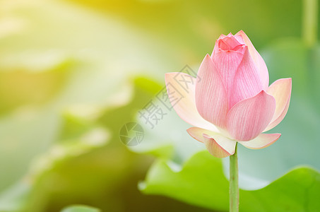 早月莲美丽热带植物群场地牧歌阳光花园农场精神叶子图片