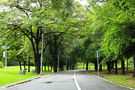 绿色城市公园树木晴天绿色街道风景花园人行道植物森林车道图片