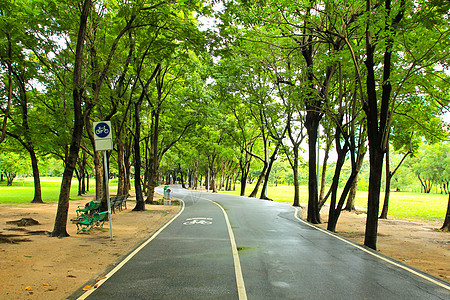 绿色城市公园叶子风景小路植物树木晴天公园草地绿色车道图片