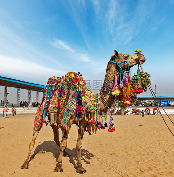 印度普什卡尔梅拉普什卡尔骆驼博览会的骆驼娱乐博览会装饰动物交易节日生物图片